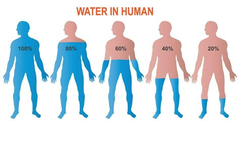 percent of water in human.